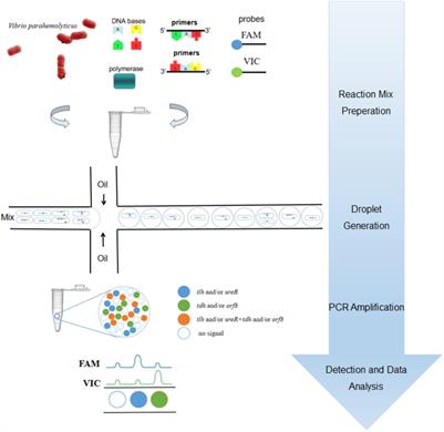 A 4-plex Droplet Digital PCR Method for Simultaneous Quantification and Differentiation of Pathogenic and Non-pathogenic Vibrio parahaemolyticus Based on Single <mark class="highlighted">Intact Cells</mark>